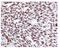 Histone Cluster 4 H4 antibody, ab109463, Abcam, Immunohistochemistry paraffin image 