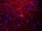 Neurofilament Medium antibody, NB300-222, Novus Biologicals, Immunofluorescence image 