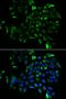 Eukaryotic Translation Elongation Factor 1 Beta 2 antibody, orb247505, Biorbyt, Immunofluorescence image 