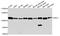 DISC1 Scaffold Protein antibody, A2898, ABclonal Technology, Western Blot image 