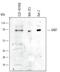 Growth Factor Receptor Bound Protein 7 antibody, AF4856, R&D Systems, Western Blot image 