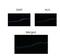 H2.0 Like Homeobox antibody, 31-201, ProSci, Western Blot image 