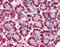 STEAP4 Metalloreductase antibody, TA341238, Origene, Immunohistochemistry frozen image 
