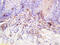 CASK Interacting Protein 2 antibody, GTX52153, GeneTex, Immunohistochemistry paraffin image 