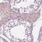 Epididymal Sperm Binding Protein 1 antibody, NBP2-13958, Novus Biologicals, Immunohistochemistry paraffin image 