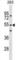 F-Box And WD Repeat Domain Containing 9 antibody, abx029562, Abbexa, Western Blot image 