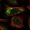 Rhotekin antibody, NBP1-88956, Novus Biologicals, Immunofluorescence image 