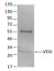 TNF Superfamily Member 15 antibody, FC02402, Boster Biological Technology, Western Blot image 