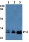 LYL1 Basic Helix-Loop-Helix Family Member antibody, PA5-75843, Invitrogen Antibodies, Western Blot image 