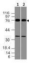 PWWP Domain Containing 3A, DNA Repair Factor antibody, A02544, Boster Biological Technology, Western Blot image 