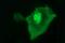Uracil Phosphoribosyltransferase Homolog antibody, MA5-26286, Invitrogen Antibodies, Immunocytochemistry image 
