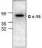 G Protein Subunit Alpha 15 antibody, TA318890, Origene, Western Blot image 