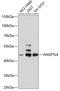 Angiopoietin Like 4 antibody, A2011, ABclonal Technology, Western Blot image 