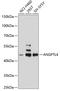 ARP4 antibody, A2011, ABclonal Technology, Western Blot image 