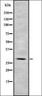 ADAM Metallopeptidase Domain 15 antibody, orb337206, Biorbyt, Western Blot image 