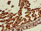 Ski-like protein antibody, CSB-PA021357LA01HU, Cusabio, Immunohistochemistry paraffin image 