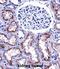 NADPH Oxidase 4 antibody, abx027743, Abbexa, Immunohistochemistry frozen image 
