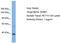 KN motif and ankyrin repeat domain-containing protein 1 antibody, TA330933, Origene, Western Blot image 