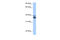 MyoD family inhibitor domain-containing protein antibody, 30-672, ProSci, Western Blot image 