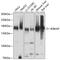 Elongator Complex Protein 1 antibody, GTX64808, GeneTex, Western Blot image 
