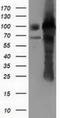 Pseudouridine Synthase 7 antibody, NBP2-03112, Novus Biologicals, Western Blot image 