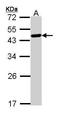 WW Domain Containing Oxidoreductase antibody, GTX113325, GeneTex, Western Blot image 