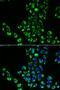 NADH:Ubiquinone Oxidoreductase Subunit B10 antibody, orb373179, Biorbyt, Immunofluorescence image 