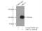 Ubiquitin Protein Ligase E3A antibody, 10344-1-AP, Proteintech Group, Immunoprecipitation image 