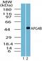 Autophagy Related 4B Cysteine Peptidase antibody, PA5-23188, Invitrogen Antibodies, Western Blot image 