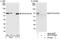 Eukaryotic Translation Initiation Factor 3 Subunit D antibody, NB100-93299, Novus Biologicals, Western Blot image 