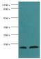 Tachykinin Precursor 1 antibody, MBS1496018, MyBioSource, Western Blot image 