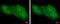 Galectin 1 antibody, PA5-27455, Invitrogen Antibodies, Immunofluorescence image 
