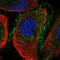 Cyclin Y Like 1 antibody, NBP1-91769, Novus Biologicals, Immunofluorescence image 