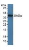 Toll Like Receptor Adaptor Molecule 1 antibody, abx129792, Abbexa, Western Blot image 