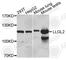Lethal(2) giant larvae protein homolog 2 antibody, A8099, ABclonal Technology, Western Blot image 