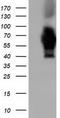 Adenylate Kinase 5 antibody, TA501660, Origene, Western Blot image 
