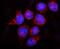 Presenilin 2 antibody, A00800, Boster Biological Technology, Immunofluorescence image 