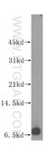 DNA-directed RNA polymerases I, II, and III subunit RPABC5 antibody, 15779-1-AP, Proteintech Group, Western Blot image 