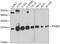 Proteasome Subunit Beta 2 antibody, 19-692, ProSci, Western Blot image 