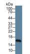 NRG-4 antibody, LS-C711162, Lifespan Biosciences, Western Blot image 