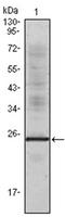 Interleukin-1 alpha antibody, AM06080SU-N, Origene, Western Blot image 