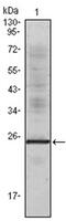 Interleukin-1 alpha antibody, AM06080SU-N, Origene, Western Blot image 