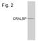 Retinaldehyde Binding Protein 1 antibody, NB100-74392, Novus Biologicals, Western Blot image 