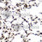 TEA Domain Transcription Factor 1 antibody, A6768, ABclonal Technology, Immunohistochemistry paraffin image 