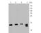 Microsomal glutathione S-transferase 1 antibody, NBP2-80410, Novus Biologicals, Western Blot image 