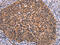 Fas Apoptotic Inhibitory Molecule antibody, CSB-PA050337, Cusabio, Immunohistochemistry frozen image 