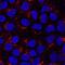 Sulfated glycoprotein 1 antibody, AF8520, R&D Systems, Immunocytochemistry image 