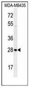 Syntaxin-19 antibody, AP54088PU-N, Origene, Western Blot image 