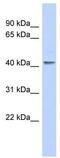 Kruppel Like Factor 1 antibody, TA331178, Origene, Western Blot image 