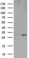 OTU Deubiquitinase, Ubiquitin Aldehyde Binding 1 antibody, MA5-26067, Invitrogen Antibodies, Western Blot image 